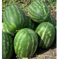 Грин Джар F1 (Green Jar F1) семена арбуза тип кр.св. раннеспелого 60-62 дней 12-14 кг удл.-овал. (Seminis) Грин Джар F1 (Green Jar F1) семена арбуза тип кр.св. раннеспелого 60-62 дней 12-14 кг удл.-овал. (Seminis)