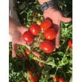 Инципит F1 (Incipit F1) семена томата дет. ультрараннего 80-85 дн. слив. 70 гр. красный (Seminis)