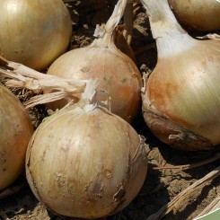 Голден Мун F1 насіння цибулі ріпчастої озимої (Agri Saaten)