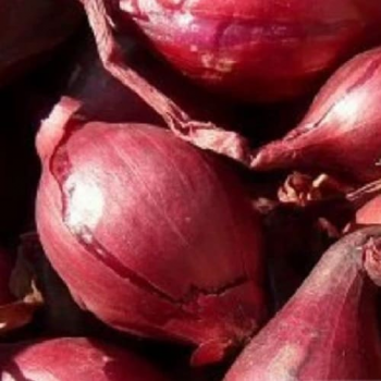 Кармінка насіння цибулі ріпчастої червоної (Semo)