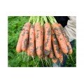 Бангор F1 (2,0-2,2мм) насіння моркви (Bejo)