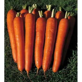 Длинные Красные семена моркови (Satimex)