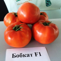 Бобкат F1 семян помидора детерминантного (Syngenta)