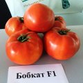 Бобкат F1 насіння помідора детермінантного (Syngenta)