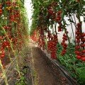 Порпора F1 насіння помідора черрі індетермінантного (Esasem)