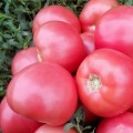 Пинк Свитнес F1 семена помидора детерминантного (Lark Seeds)