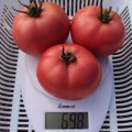 Пинк Свитнес F1 семена помидора детерминантного (Lark Seeds)