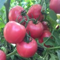 Пинк Свитнес F1 семена помидора детерминантного (Lark Seeds)