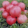 Пінк Світнес F1 насіння помідора детермінантного (Lark Seeds)