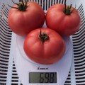 Пінк Світнес F1 насіння помідора детермінантного (Lark Seeds)