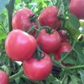 Пінк Світнес F1 насіння помідора детермінантного (Lark Seeds)
