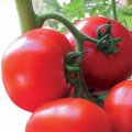 Ядвіга F1 насіння томату напівдетермінантного (Kitano Seeds)