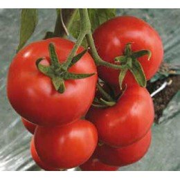 Івет F1 насіння напівдетермінантного томату (Syngenta)