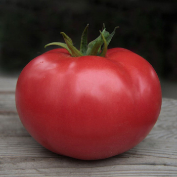 Кибо F1 (KS 222) F1 семена помидора индетерминантного (Kitano Seeds)