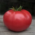 Кібо F1 (KS 222) F1 насіння помідора індетермінантного (Kitano Seeds)