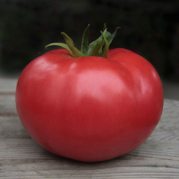 Кибо F1 (KS 222) F1 семена помидора индетерминантного (Kitano Seeds)