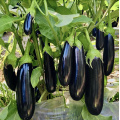 Карадаг F1 (Karadag F1) семена баклажана Manier Seeds