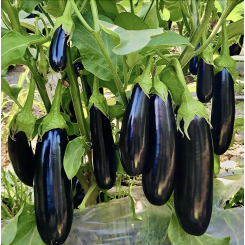 Карадаг F1 (Karadag F1) семена баклажана Manier Seeds