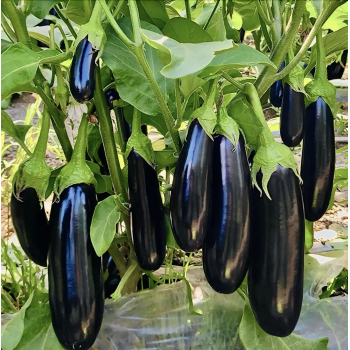 Карадаг F1 (Karadag F1) семена баклажана Manier Seeds