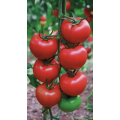 Квантум F1 (Kuantum F1) насіння томату Manier Seeds