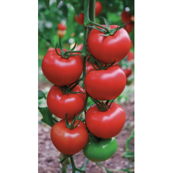 Квантум F1 (Kuantum F1) насіння томату Manier Seeds