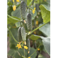 Моджо F1 семена огурца (Mojo F1) Manier Seeds