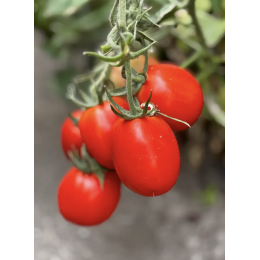 Суприм F1 семена томата (Supreme F1) Manier Seeds