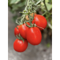 Суприм F1 семена томата (Supreme F1) Manier Seeds