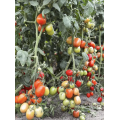 Суприм F1 семена томата (Supreme F1) Manier Seeds