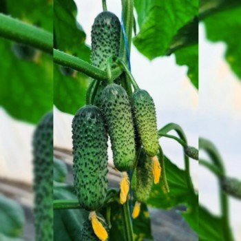 КС 45 F1 семена огурца корнишона партенокарпического раннего 10-12 см (Kitano Seeds)