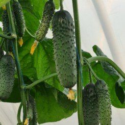 КС 507 F1 семена огурца корнишона партенокарпического раннего 12-14 см (Kitano Seeds)