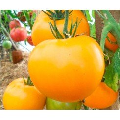 Тойо F1 (Маматаро Голд F1, Ti–169 F1) семена помидора индетерминантного (Takii Seeds)