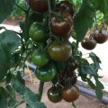 Биг Сашер F1 (132-283) семена помидора индетерминантного (Yuksel)