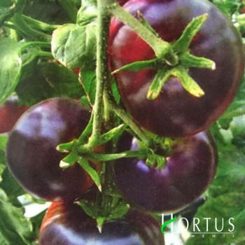 Биг Блэк семян помидора индетерминантного (Hortus)