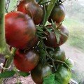 Черный принц семена помидора индетерминантного (Элитный ряд)