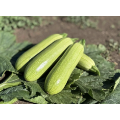 Фенді F1 насіння кабачка (Fendi F1) Manier Seeds