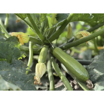 Фенси F1 семена кабачка (Fancy F1) Manier Seeds