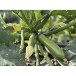 Фенсі F1 насіння кабачка (Fancy F1) Manier Seeds