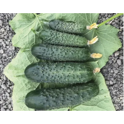 Спинтор F1 семена огурца (Spintor F1) Manier Seeds
