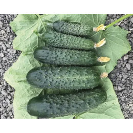 Спінтор F1 насіння огірка (Spintor F1) Manier Seeds