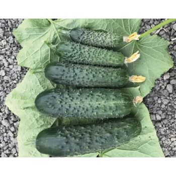 Спинтор F1 семена огурца (Spintor F1) Manier Seeds