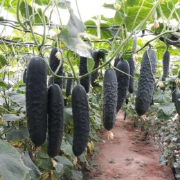 Алпагу F1 семена огурца (Alpagu F1) Manier Seeds