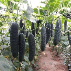 Алпагу F1 семена огурца (Alpagu F1) Manier Seeds