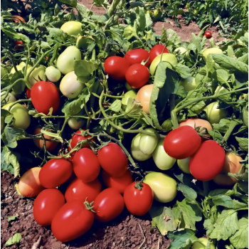 Насіння томату Супра F1 (Supra F1) Manier Seeds