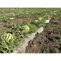Соник F1 (Sonic F1) семена арбуза Manier Seeds
