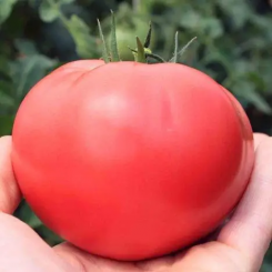 Пинк Дейли F1 (TEX 2720 F1) семена помидора индетерминантного (Taki Seeds)