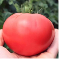 Пінк Дейлі F1 (TEX 2720 F1) насіння помідора індетермінантного (Taki Seeds)