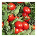 Дерика F1 (KS 720 F1) семена помидора детерминантного (Kitano Seeds)