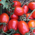 Дерика F1 (KS 720 F1) семена помидора детерминантного (Kitano Seeds)