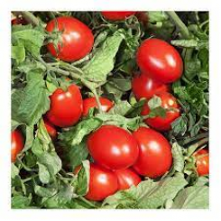 Дерика F1 (KS 720 F1) насіння помідора детермінантного (Kitano Seeds)